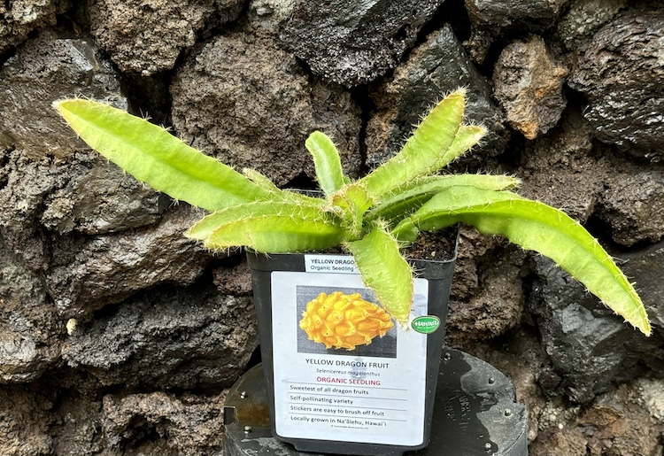 Organic Yellow Dragon Fruit Seedlings